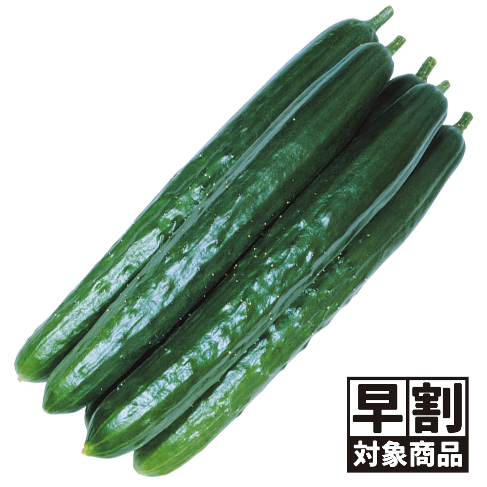（早期予約販売たね）種 野菜たね キュウリ F1味まっしぐら 1袋（2ml） /27年春発送【送料グループ：67テ】