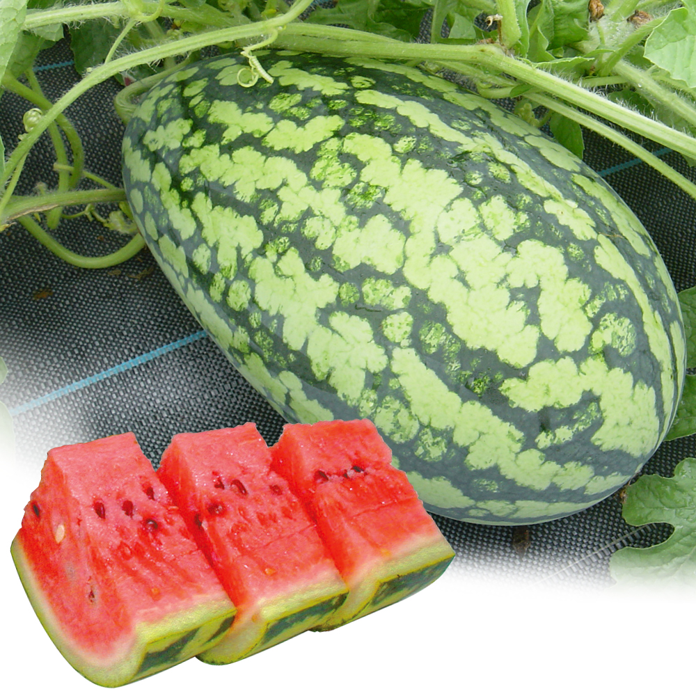 （早期予約野菜たね）種 野菜たね 中玉スイカ F1コロ助 1袋（5粒）/27年春発送【送料グループ：67テ】