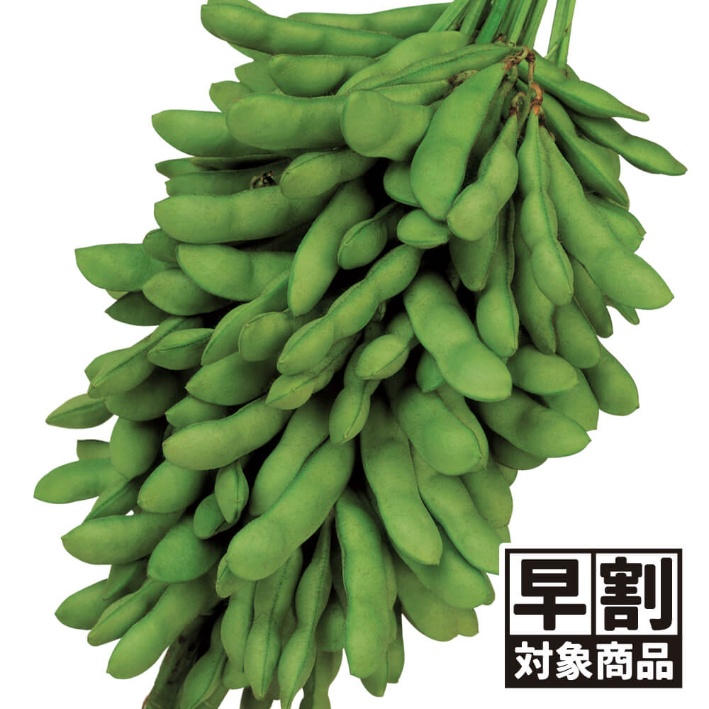 （早期予約販売たね）種 野菜たね エダマメ 恋姫PVP 1袋（30ml） /27年春発送【送料グループ：67テ】