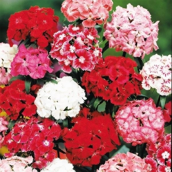 種 花たね 美女なでしこ混合 1袋(300mg)