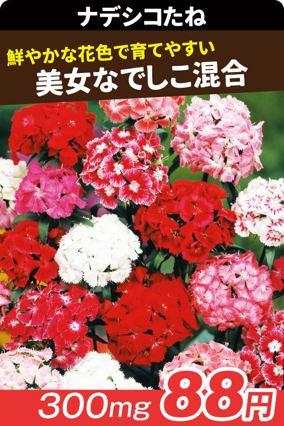 美女なでしこ混合