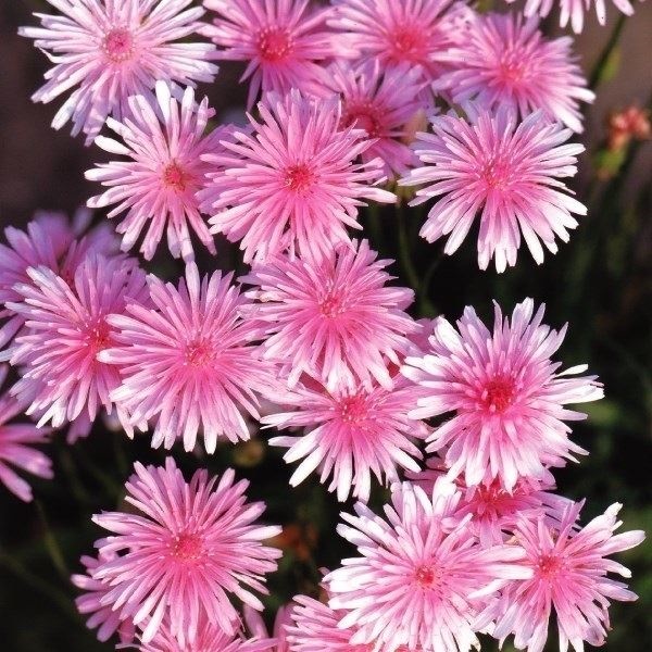 種 花たね モモイロタンポポ 1袋(100mg)