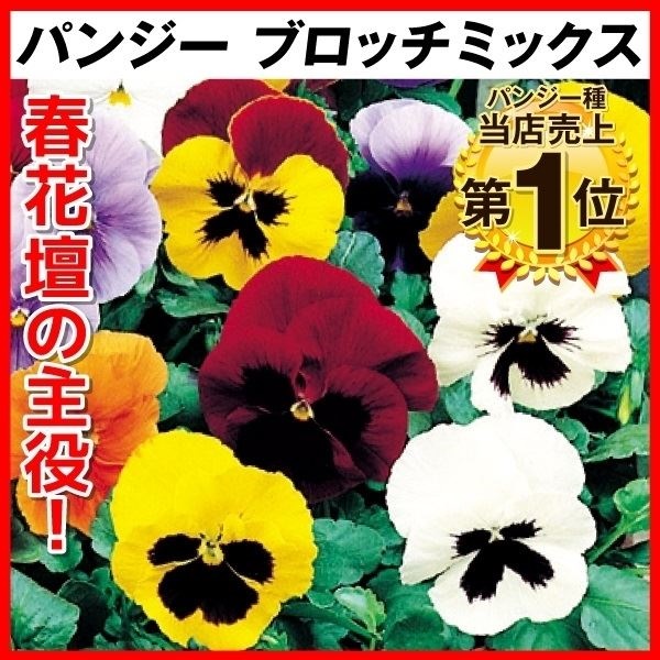種 花たね パンジー ブロッチミックス 1袋(100mg)
