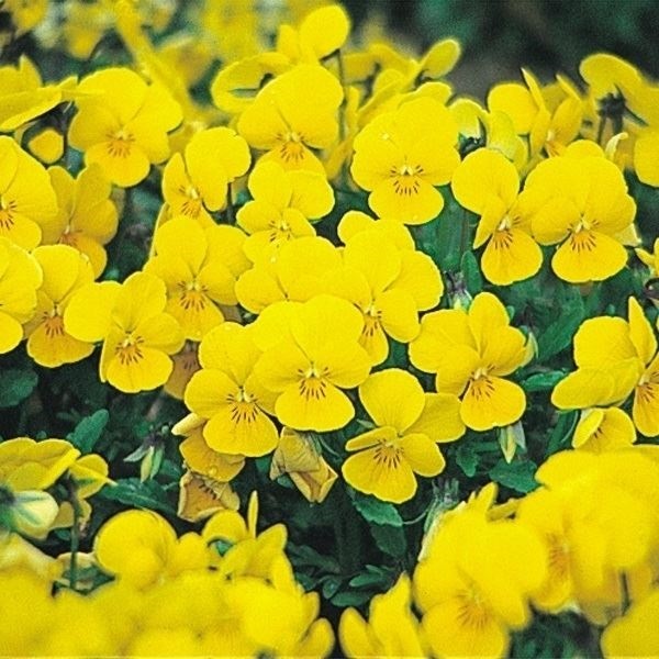 種 花たね ビオラ イエロー 1袋(100mg)