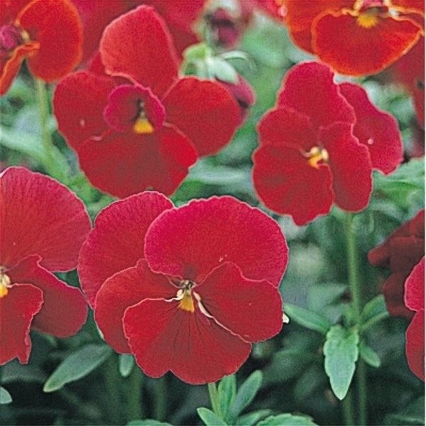 種 花たね ビオラ スカーレット 1袋(70mg)