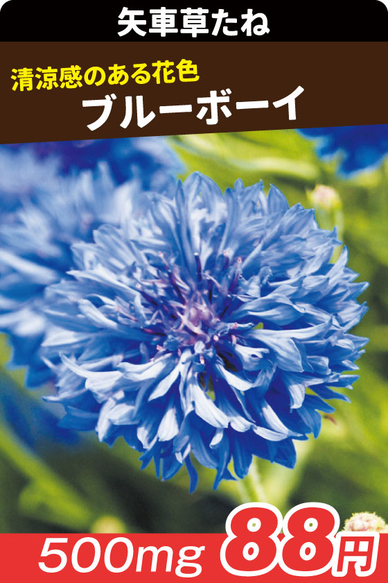 矢車草 ブルーボーイ