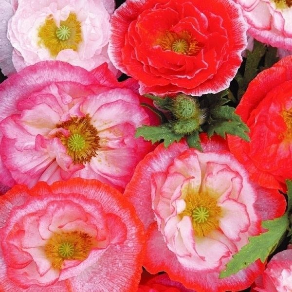 種 花たね ポピー 虞美人草 フォーリンラブミックス 1袋(60mg)