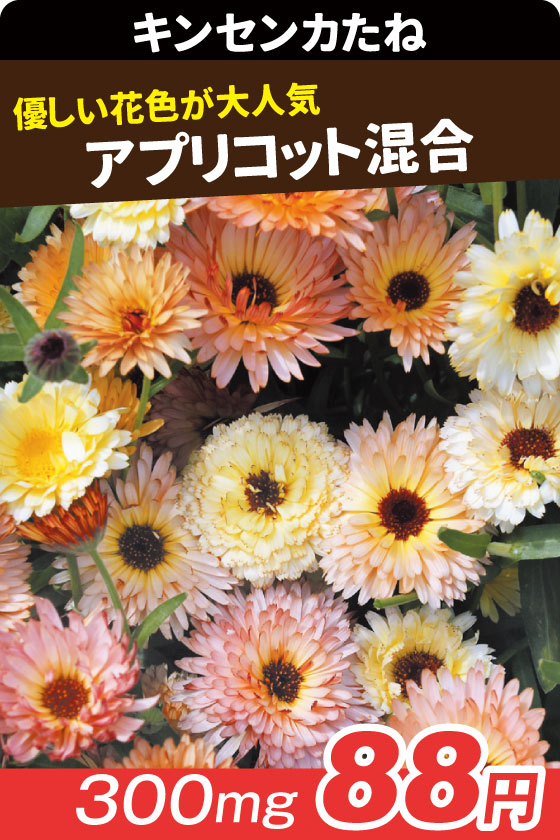 キンセンカ アプリコット混合