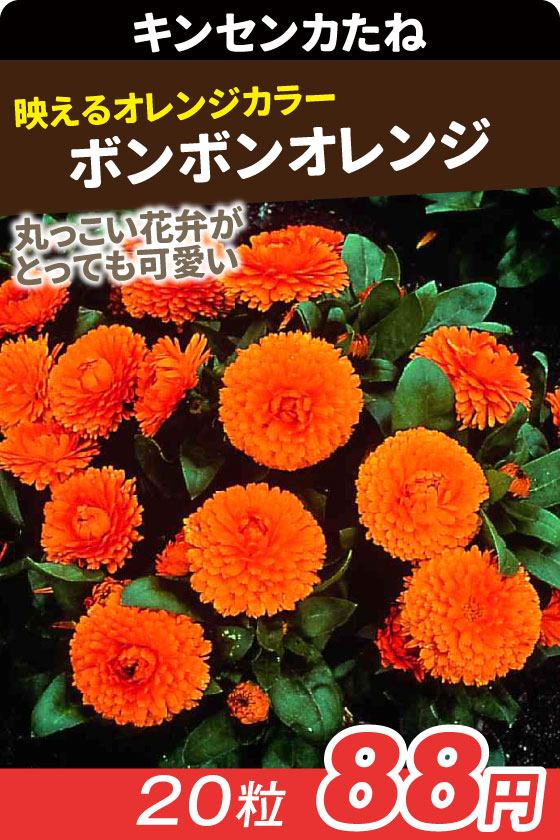 国華園オンラインショップ / 花たね