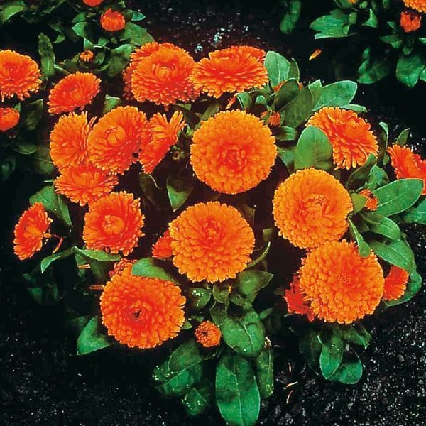 種 花たね キンセンカ ボンボンオレンジ 1袋(20粒)
