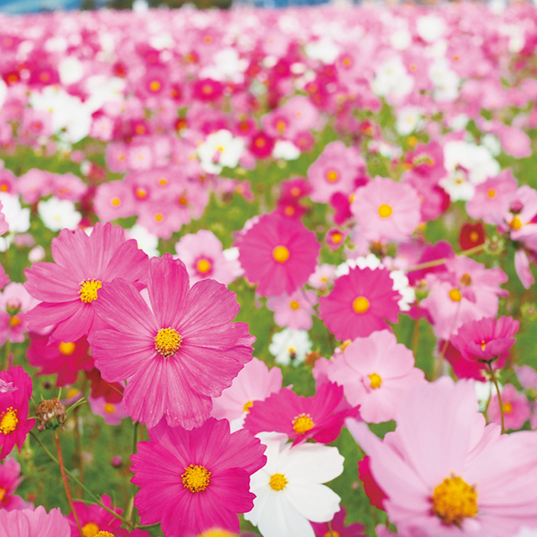 種 花たね コスモス 一重咲コスモス混合 1袋(1500mg)