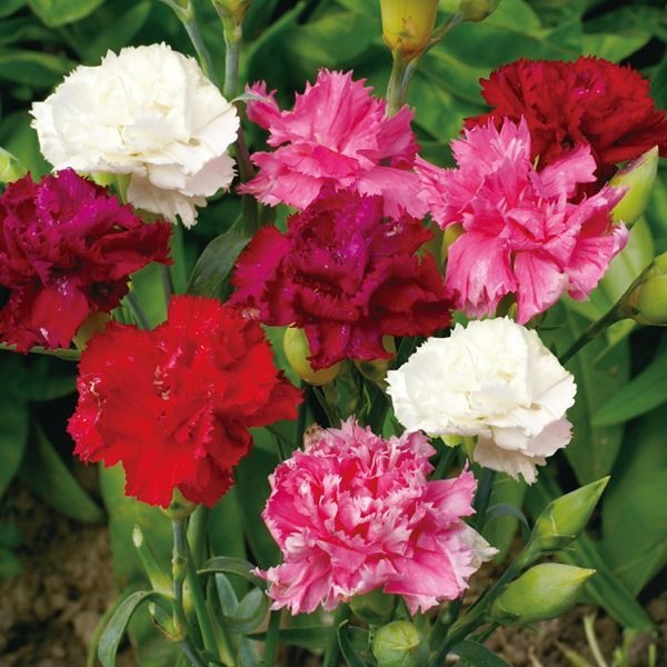 種 花たね ダイアンサス 芳香性カーネーション混合 1袋(200mg)