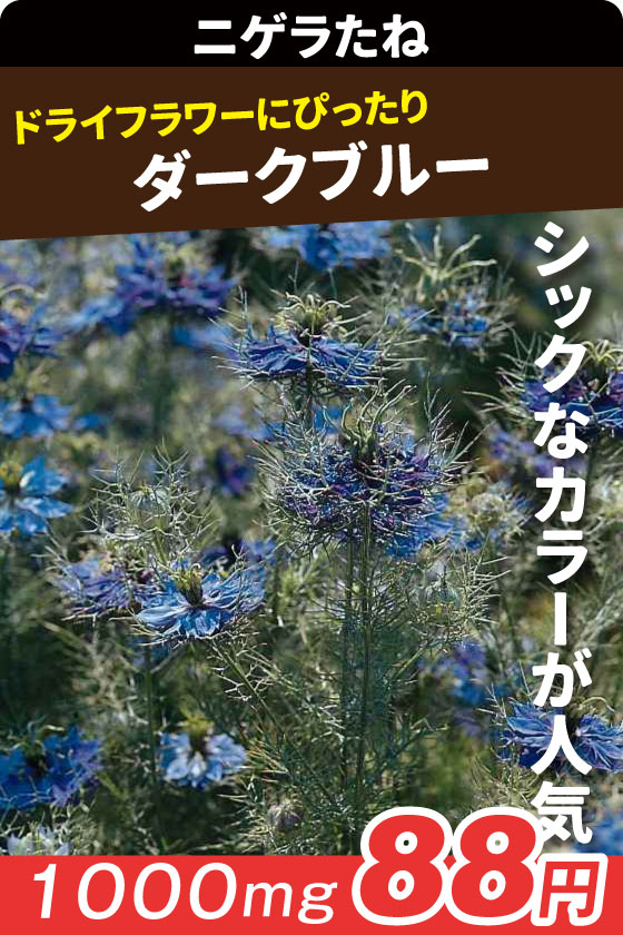 ニゲラ ダークブルー