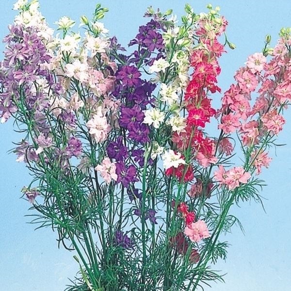 種 花たね 千鳥草美色混合 1袋(200mg)