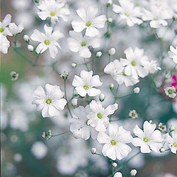 種 花たね 白花かすみ草 1袋(400mg)