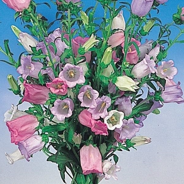 種 花たね つりがね草混合 1袋(200mg)