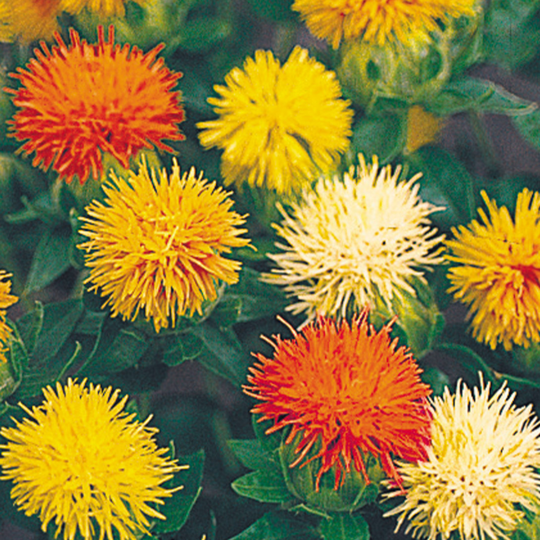 種 花たね 紅花混合 1袋(1000mg)