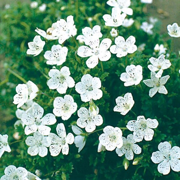 種 花たね ネモフィラ ホワイト 1袋(300mg)