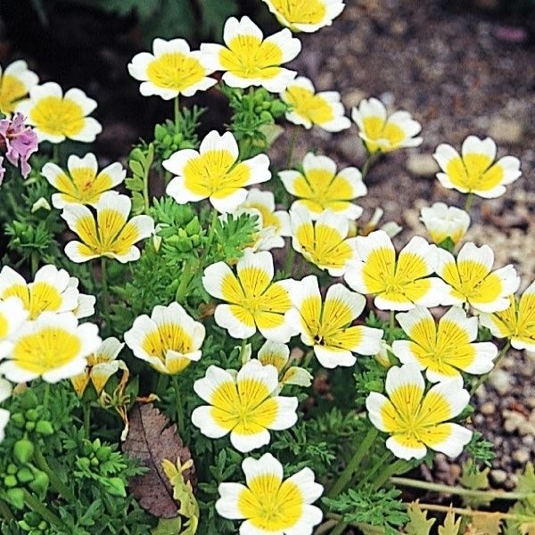 種 花たね リムナンテス 1袋(400mg)