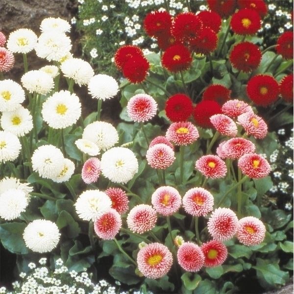 種 花たね ポンポンデージー混合 1袋(50mg)