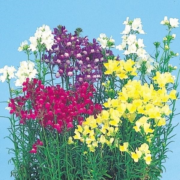 種 花たね リナリア混合 1袋(300mg)