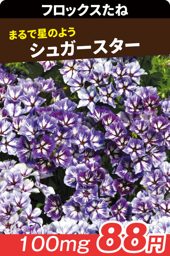 国華園オンラインショップ / 花たね
