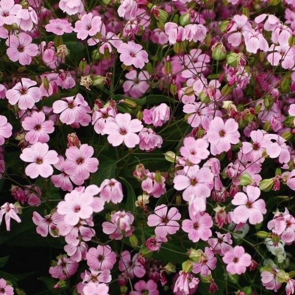 種 花たね サポナリア 桃花 1袋(1000mg)