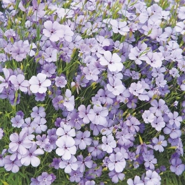 種 花たね ビスカリア ブルーエンジェル 1袋(300mg)