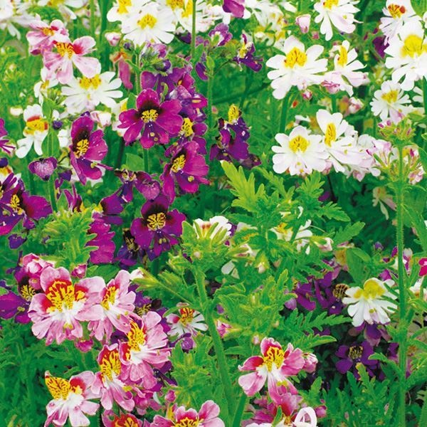 種 花たね シザンサス混合 1袋(100mg)