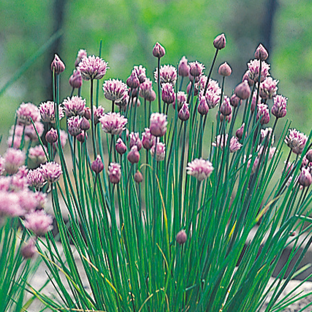 種 花たね アリウム 鑑賞用チャイブ 1袋(350mg)