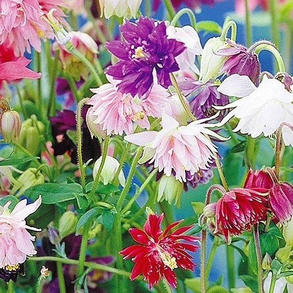 種 花たね 西洋おだまき 八重咲混合 1袋(100mg)