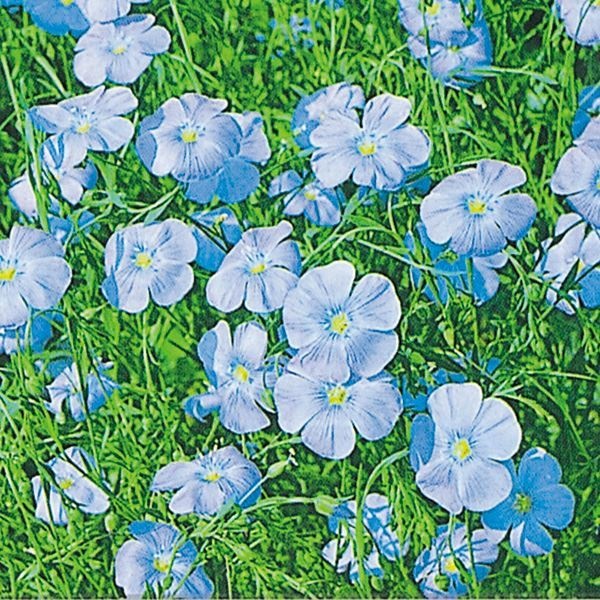 種 花たね 宿根アマ 青花 1袋(700mg)