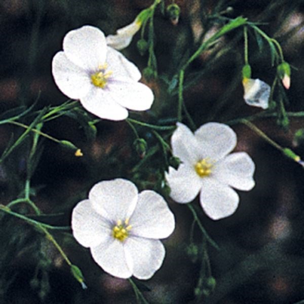 種 花たね 宿根アマ 白花 1袋(400mg)