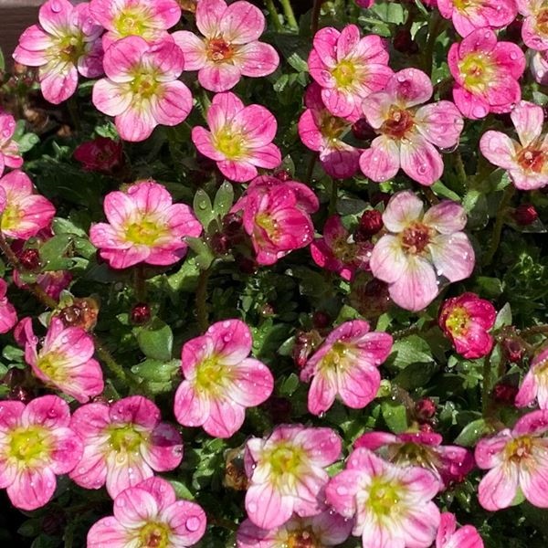 種 花たね クモマソウ混合 1袋(20mg)