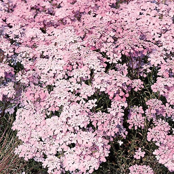 種 花たね イベリス ジブラルタル 1袋(100mg)
