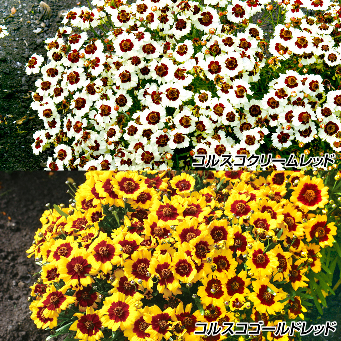 種 花たね コレオプシスセット 2種2袋
