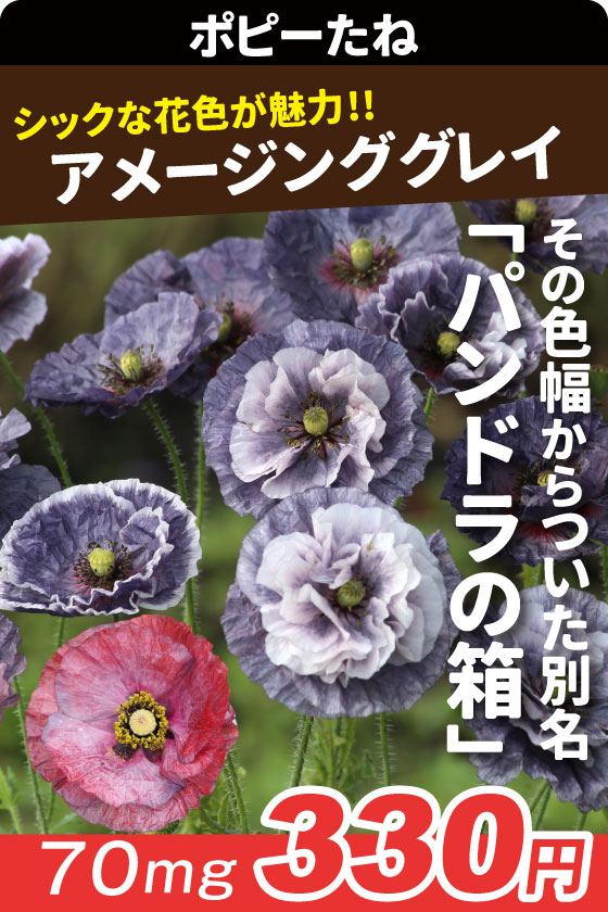ポピー アメージンググレイ