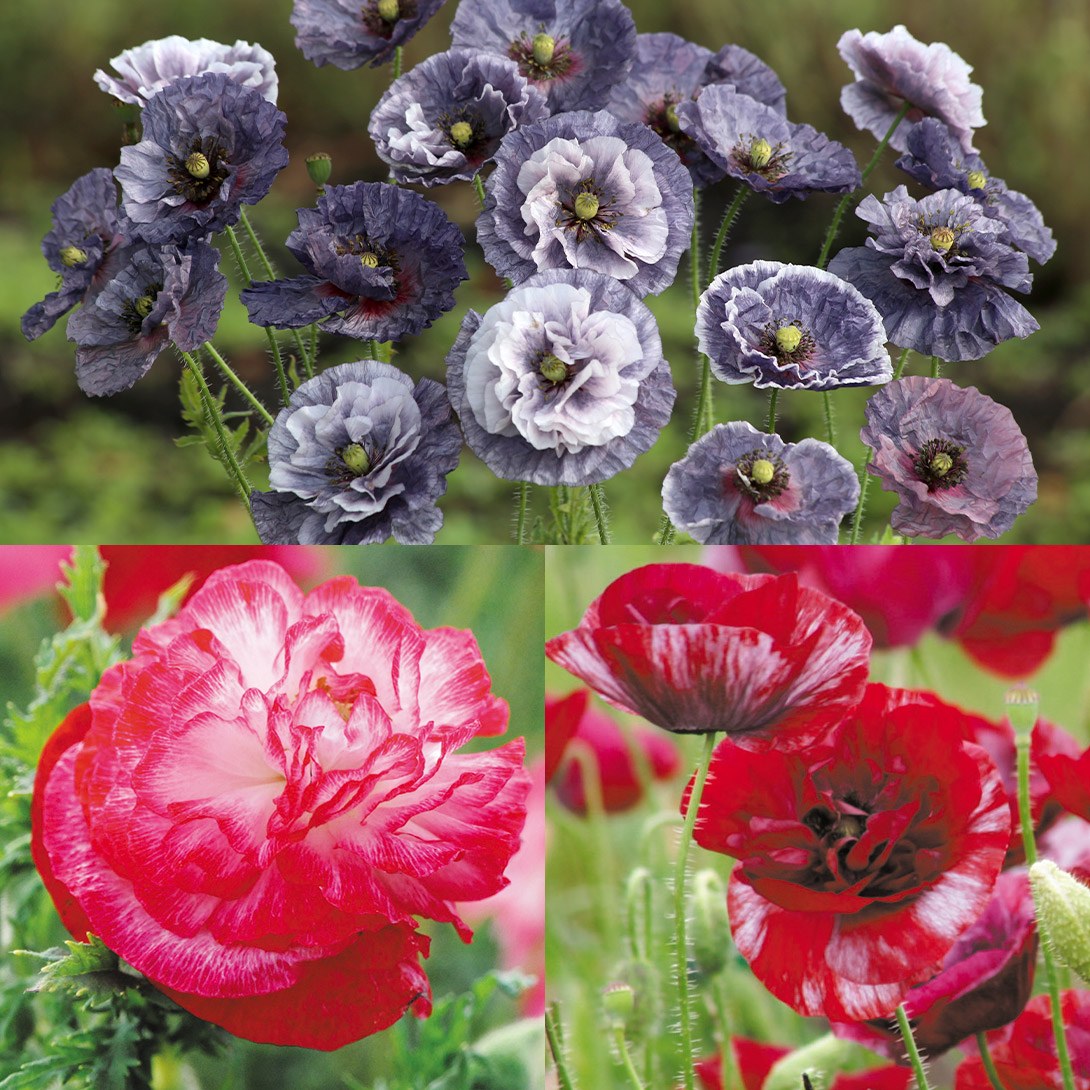 種 花たね ポピーセット 3種3袋