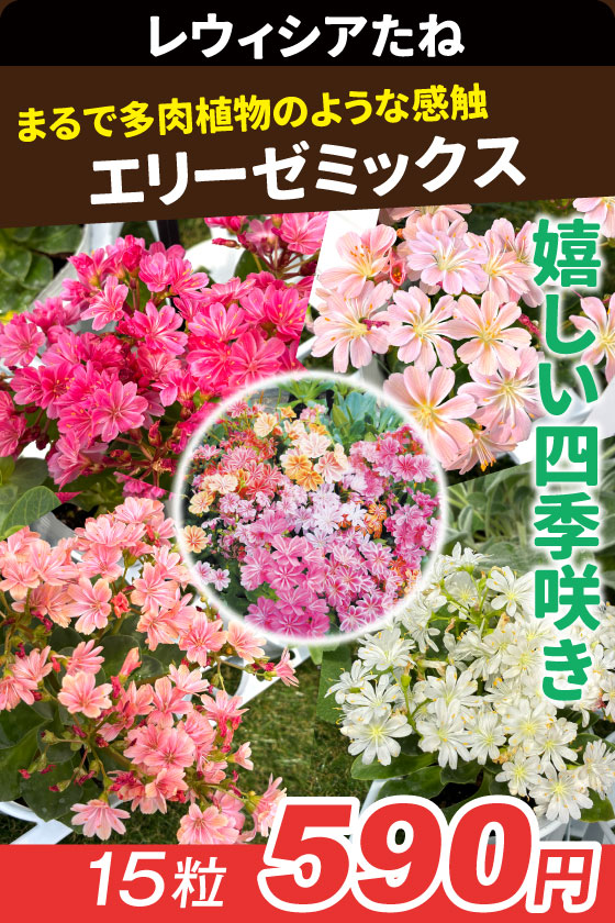 国華園オンラインショップ / 花壇・鉢向きたね