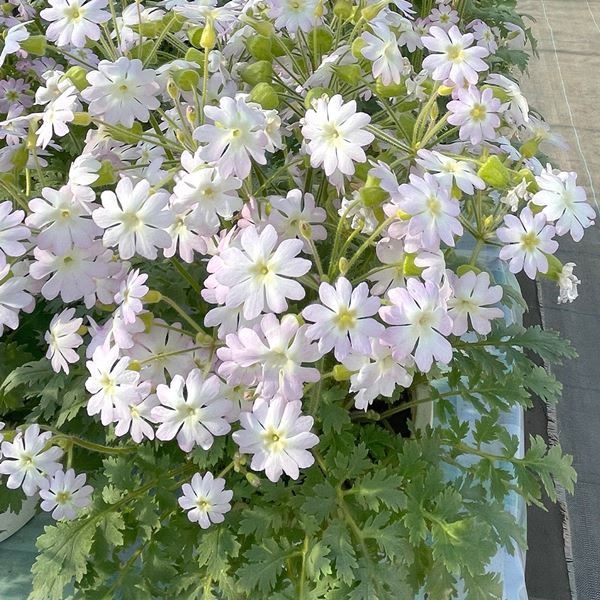 種 花たね プリムラ 雲南さくら草 チュチュオーロラ 1袋(40粒)