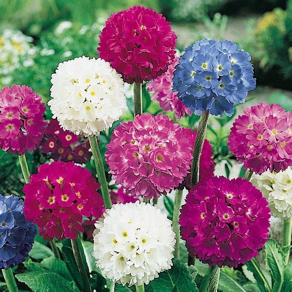 種 花たね プリムラ 玉咲さくら草 デンティキュラータミックス 1袋(50mg)