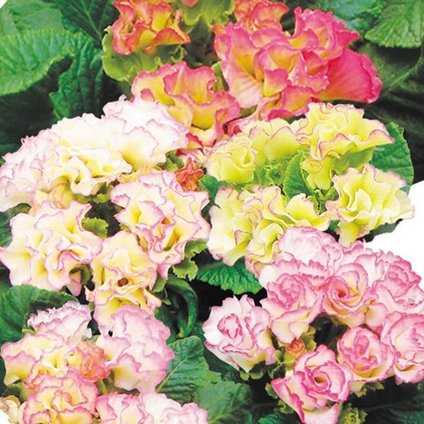 種 花たね プリムラ ローザシャンパーニュ 1袋(20粒)