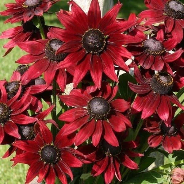 種 花たね ルドベキア チェリーブランデー 1袋(20粒)