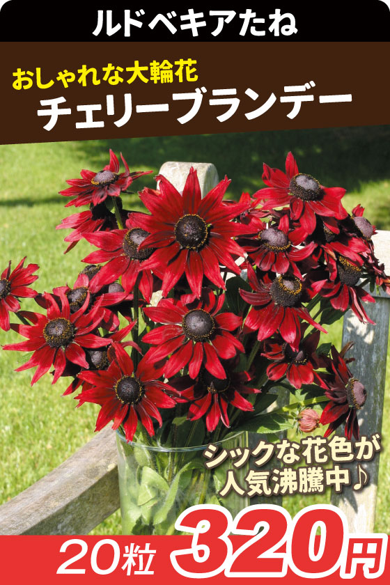 ルドベキア チェリーブランデー