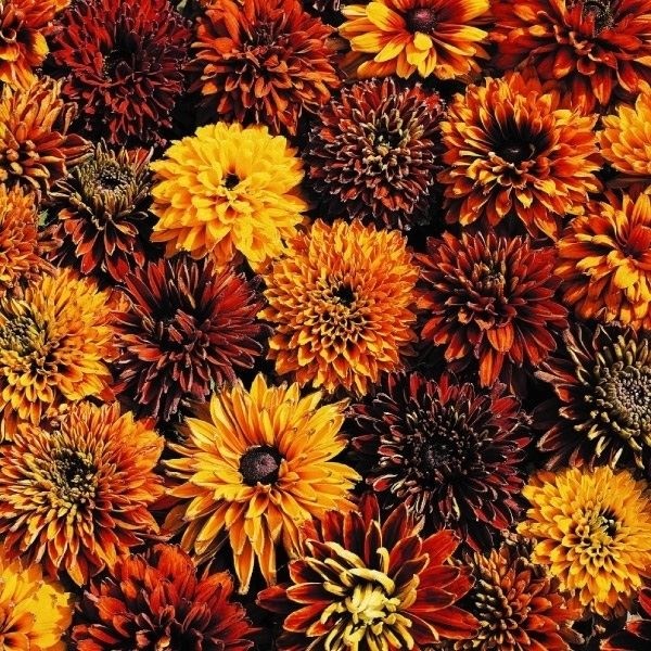 種 花たね ルドベキア チェロキーサンセット 1袋(30粒)