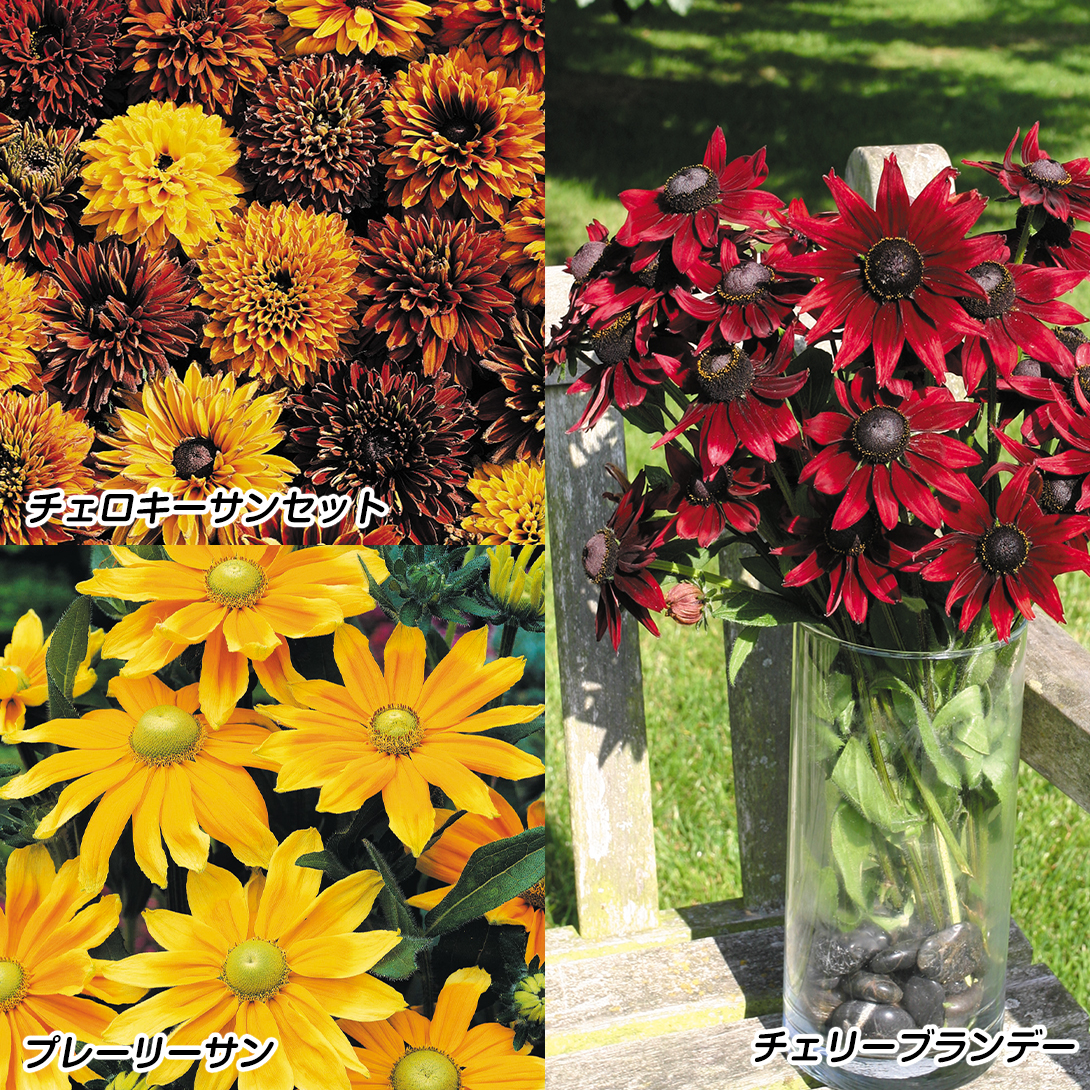 種 花たね ルドベキアセット 3種3袋