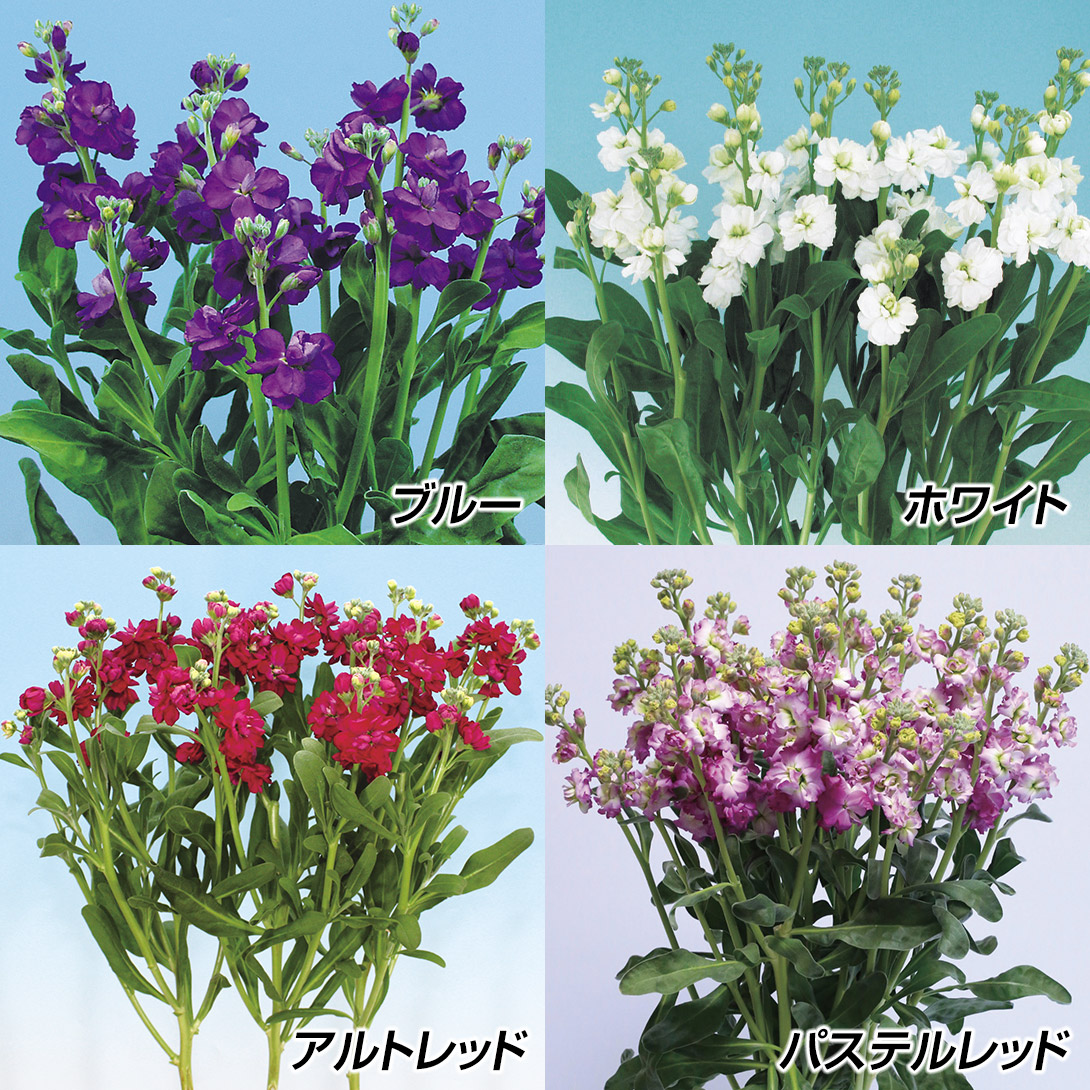 種 花たね カラフルスプレイストックセット 4種4袋