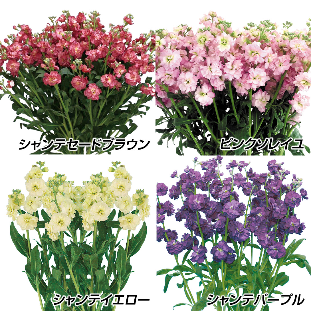 種 花たね 定番スプレイストックセット 4種4袋