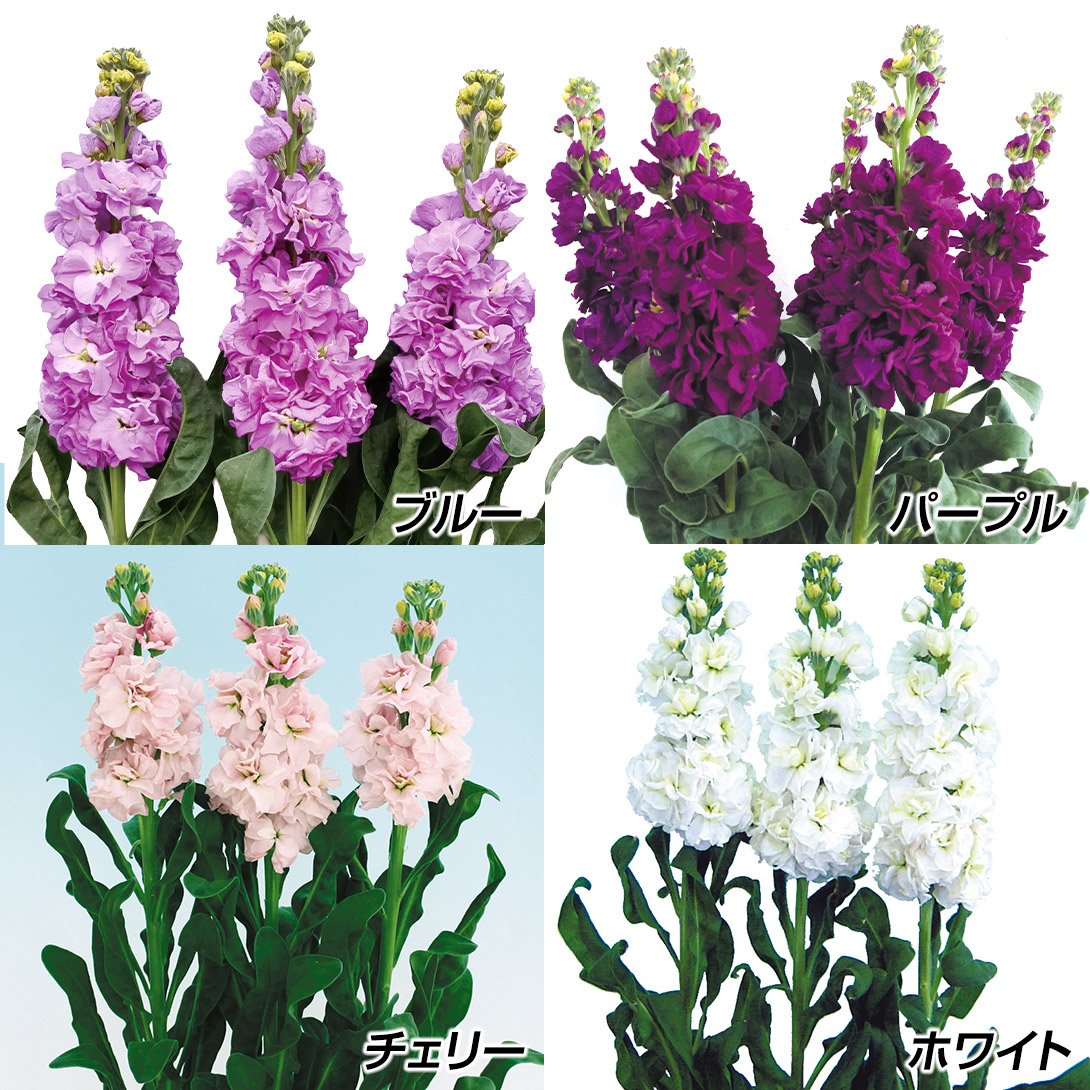 種 花たね ストック ステッキセット 4種4袋