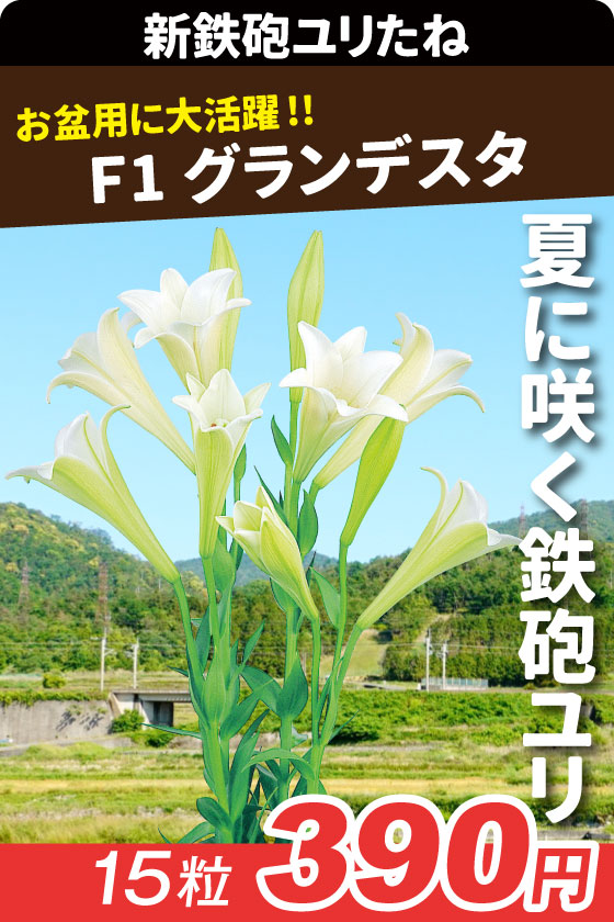 新鉄砲ユリ F1グランデスタ